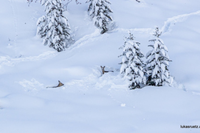 ALPEN-NIEUWS | Wildlife in nood door sneeuwdump in Oostenrijk